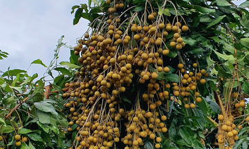 Nhãn Ánh Vàng 205: Hướng đi mới cho kinh tế nông nghiệp Sơn La