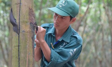 Tận dụng FTA, thích ứng EUDR nâng cao vị thế trong chuỗi cung ứng