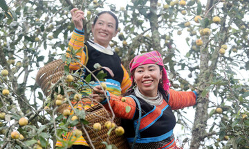 Tìm đầu ra ổn định cho quả sơn tra