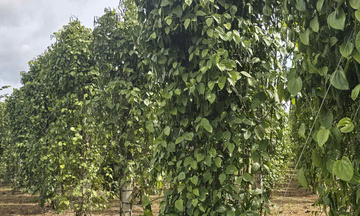Giá tiêu hôm nay 7/9/2025: Trong nước giảm thêm 1.000 đồng/kg