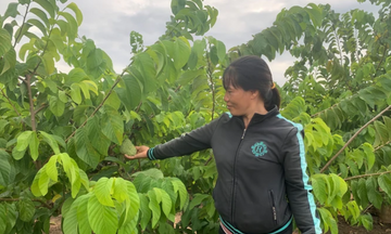 Từ vùng đất khô hạn, Kông Chro vươn lên bằng nông nghiệp sáng tạo