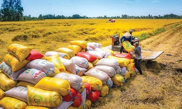 Tin Công Thương 8/9: Xuất khẩu gạo đối mặt với thách thức mới