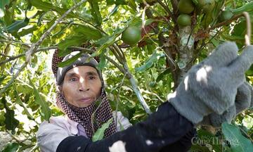 Từ sườn đồi xanh đến kinh tế mới: Câu chuyện hạt mắc ca Thượng Ninh