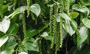 Xuất khẩu hồ tiêu khởi sắc, nhập khẩu chững lại trong tháng 8