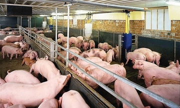 Giá heo hơi hôm nay 8/9/2025: Cao nhất 59.000 đồng/kg
