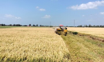 Thủ tướng chỉ đạo hỗ trợ nông dân khi giá lúa giảm
