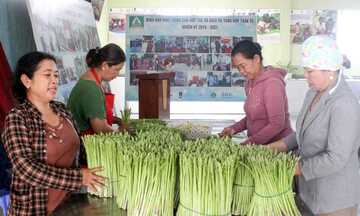 Măng tây: ‘Vàng xanh’ của đồng bào Chăm