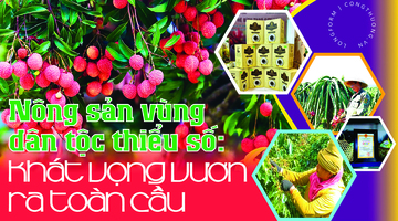 Longform | Nông sản vùng dân tộc thiểu số: Khát vọng vươn ra toàn cầu