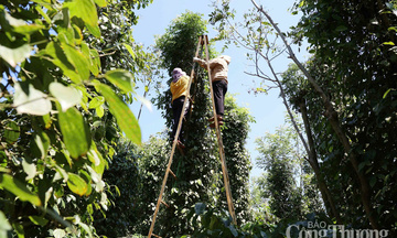 Giá tiêu hôm nay 8/9/2025: Cao nhất 152.000 đồng/kg