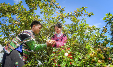 HTX Nậm Nghẹp: Xây dựng thương hiệu cho quả sơn tra 
