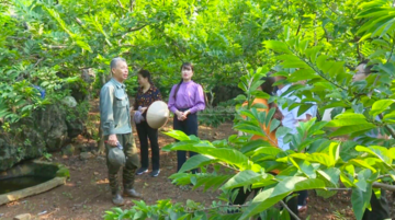 Cây đặc sản: Tạo sinh kế bền vững cho đồng bào dân tộc thiểu số