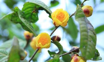 Ba Chẽ: Liên kết tiêu thụ dược liệu, giúp đồng bào thoát nghèo