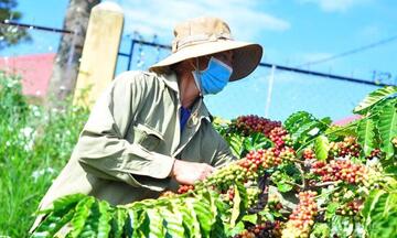 Giá cà phê Robusta tăng hơn 2,8% lên mức 4.430 USD/tấn