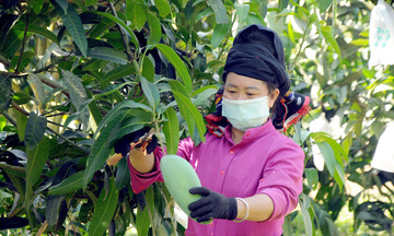 Sơn La: Nâng cao giá trị cho nông sản an toàn nhờ liên kết chuỗi