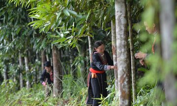 Cao Bằng đẩy mạnh chế biến sâu, mở rộng thị trường cho quế, hồi