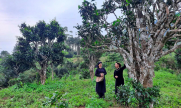 Chè Shan tuyết: ‘Cây giảm nghèo’ của đồng bào dân tộc ở Đồng Phúc