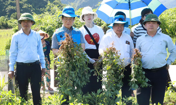 Quảng Trị: Cải tiến giống lạc mới, cơ hội cho người dân thoát nghèo