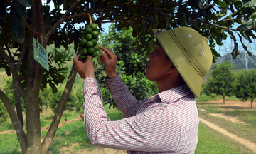 Hướng đi bền vững cho mắc ca Điện Biên