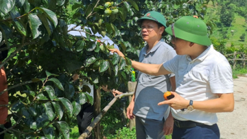Thương mại hóa cây đặc sản - Đòn bẩy giảm nghèo ở Thái Nguyên