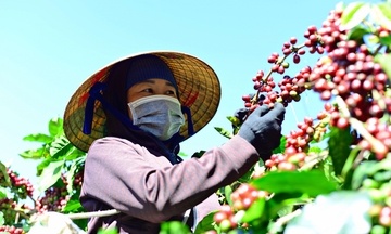Phát huy thương hiệu cà phê Di Linh, cải thiện đời sống bà con dân tộc