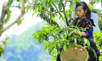 “Vàng xanh” Tây Bắc giúp nông dân Điện Biên thoát nghèo