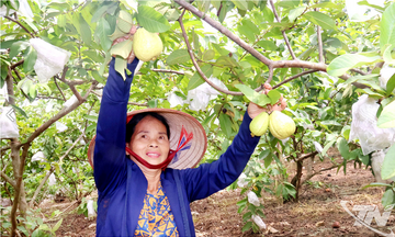 Nỗ lực xây dựng thương hiệu ổi Linh Sơn