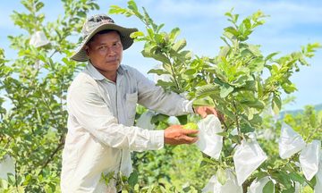 Quảng Ngãi: Người Hrê thoát nghèo nhờ mô hình nông nghiệp thông minh