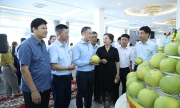 Hà Tĩnh: Xúc tiến thương mại bưởi Phúc Trạch đạt chuẩn hữu cơ