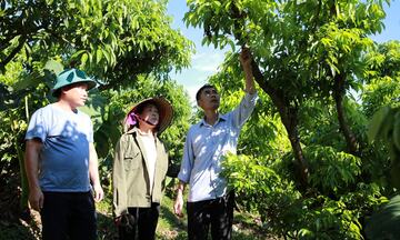 Bắc Ninh: Giảm nghèo bền vững từ nông sản bản địa đến công nghệ số