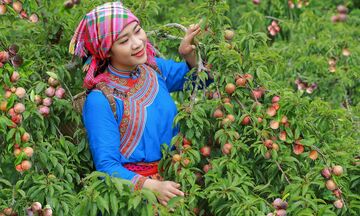 Xây dựng chỉ dẫn địa lý: Nâng tầm thương hiệu nông sản Lào Cai