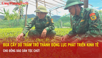 Hà Tĩnh: Đưa cây dó trầm phát triển kinh tế cho đồng bào dân tộc Chứt