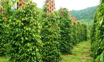 Hạt tiêu Đồng Nai mở hướng thoát nghèo bền vững