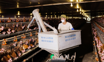 Hà Tĩnh: Nuôi gà đẻ trứng công nghệ cao, thu lãi hàng tỷ đồng mỗi năm