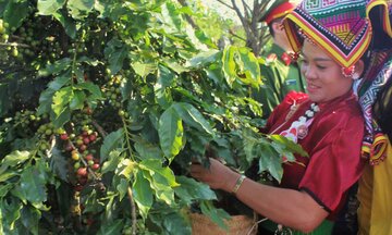 Nông-lâm kết hợp: “Cần câu” giúp đồng bào Sơn La thoát nghèo bền vững