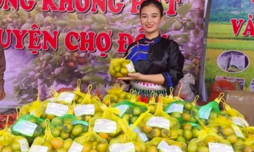 Cây hồng không hạt: Hiệu quả kinh tế cao cho bà con Thái Nguyên