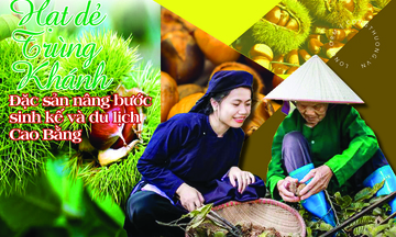 Longform | Hạt dẻ Trùng Khánh: Nâng bước sinh kế cho đồng bào Cao Bằng