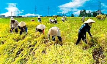 Thị trường lúa gạo: Trong nước đứng yên, quốc tế leo thang