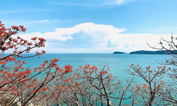 Đà Nẵng: Cù Lao Chàm rực rỡ sắc đỏ của hoa ngô đồng