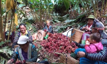 Khi rừng tỏa hương, đời sống miền cao sáng màu no ấm