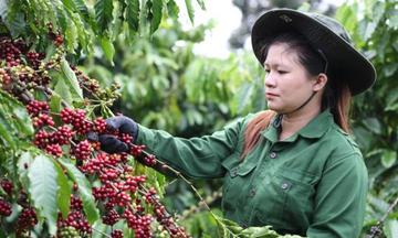 Cập nhật giá cà phê hôm nay: Khu vực Tây Nguyên tăng nhẹ