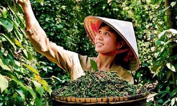 Giá tiêu Việt Nam và thế giới: Vì sao chênh lệch?