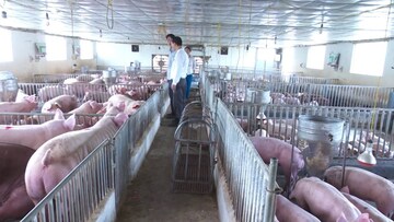 Giá heo hơi có bị tác động bởi xu hướng chăn nuôi sinh học?