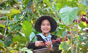 Giá cà phê biến động: Người dân và doanh nghiệp cần lưu ý?