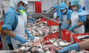 Xuất khẩu cá tra vượt 1,4 tỷ USD