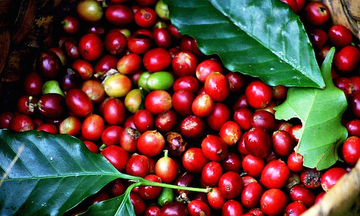 Giá cà phê thế giới giảm mạnh, Arabica xuống dưới 8.300 USD/tấn