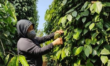 Trồng hồ tiêu hữu cơ: Cơ hội mới cho nông dân