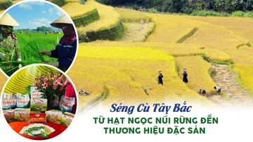 Longform | Gạo Séng Cù: Hạt ngọc núi rừng thành thương hiệu đặc sản