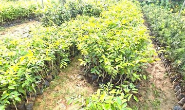 Tăng cường quản lý loài cây 'Kỳ Hải Nam' không rõ nguồn gốc