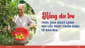 Longform | Hồng da tre: Sản phẩm ‘mở lối’ phát triển kinh tế bản địa