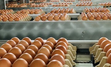 Bộ Công Thương lấy ý kiến về hạn ngạch muối, trứng gia cầm năm 2026